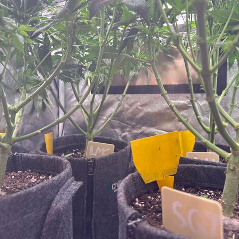 Planet Lemon #1 growlog timeline photo