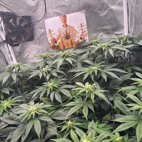 Planet Lemon #1 growlog photo: Wieder alles fresh :)