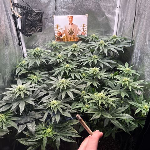 Planet Lemon #1 growlog timeline photo