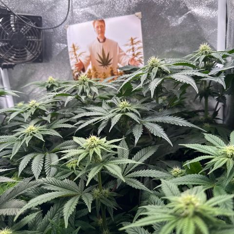 Planet Lemon #1 growlog timeline photo