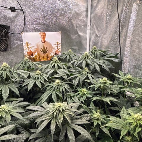 Planet Lemon #1 growlog timeline photo