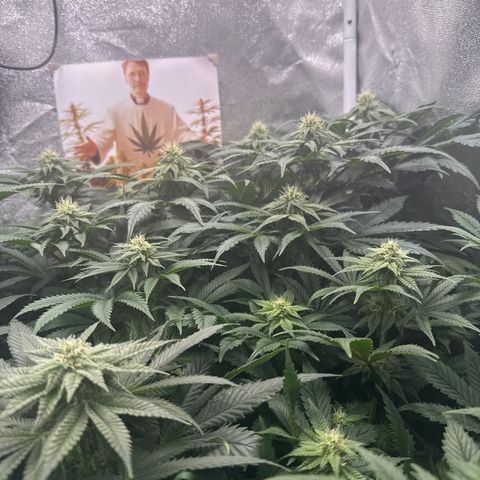 Planet Lemon #1 growlog timeline photo