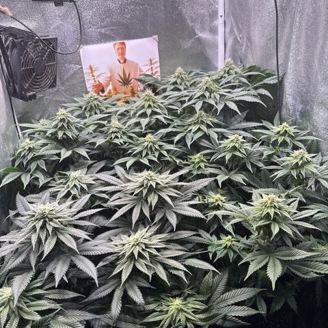 Planet Lemon #1 growlog timeline photo