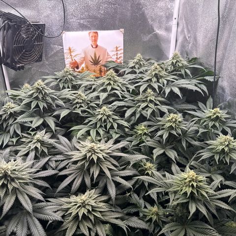Planet Lemon #1 growlog timeline photo