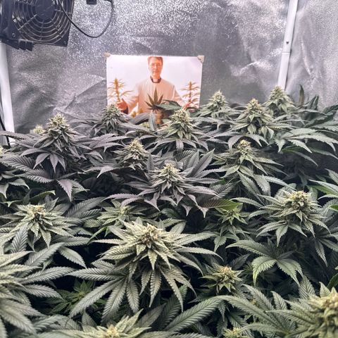 Planet Lemon #1 growlog timeline photo
