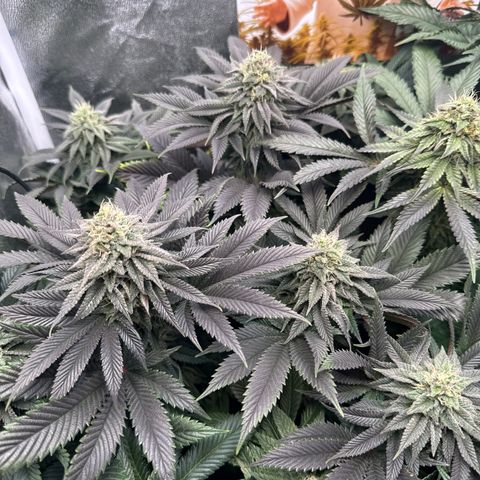 London Mint Cake #1 growlog timeline photo