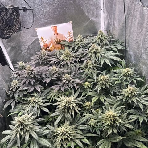 Planet Lemon #1 growlog timeline photo