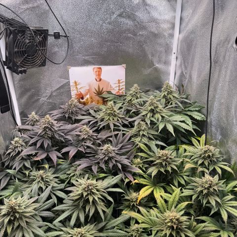 Planet Lemon #1 growlog timeline photo