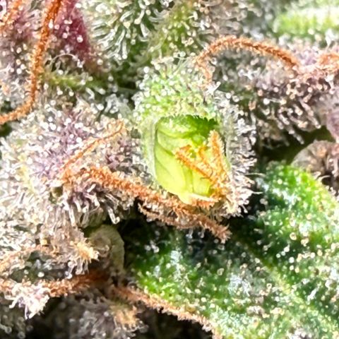 Squirt #1 growlog photo: Nannas