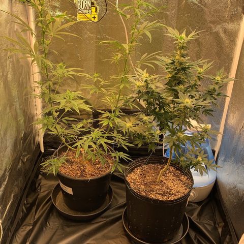 Prenseed  growlog timeline photo