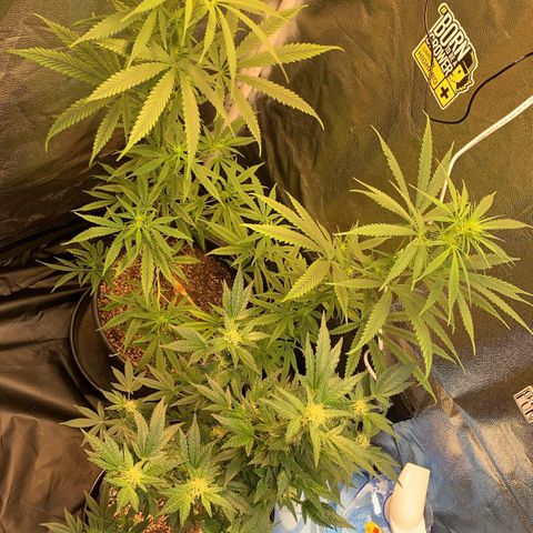 Prenseed  growlog timeline photo