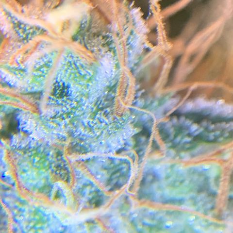 Prenseed  growlog timeline photo