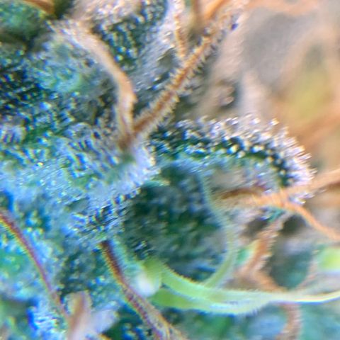 Prenseed  growlog timeline photo