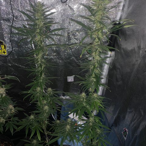 Prenseed  growlog timeline photo