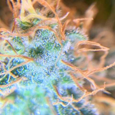 Prenseed  growlog timeline photo