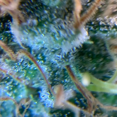 Prenseed  growlog timeline photo