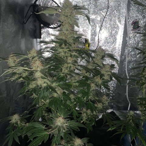 Prenseed  growlog timeline photo