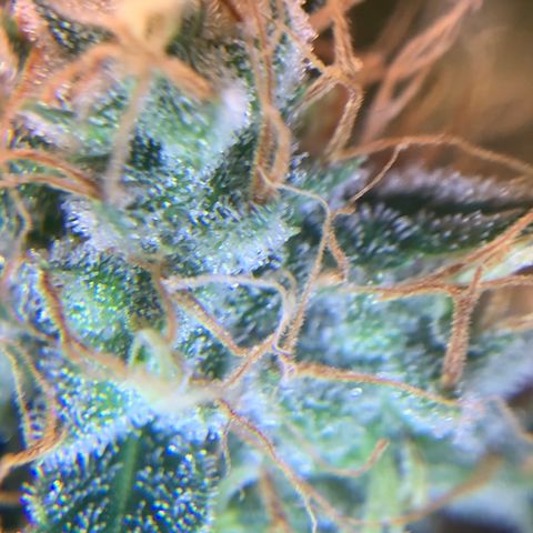 Prenseed  growlog timeline photo