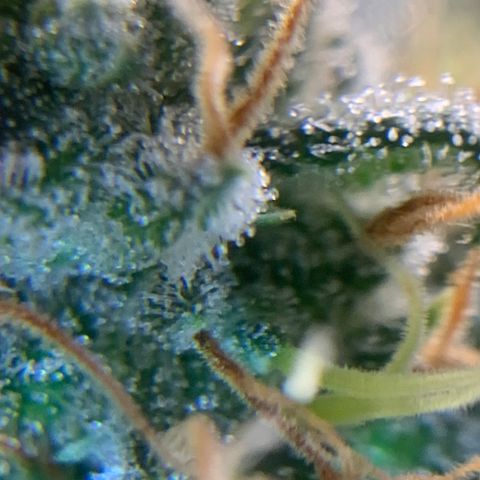 Prenseed  growlog timeline photo