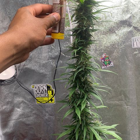 Prenseed  growlog timeline photo