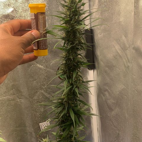Prenseed  growlog timeline photo