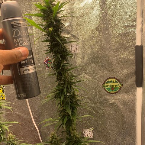 Prenseed  growlog timeline photo
