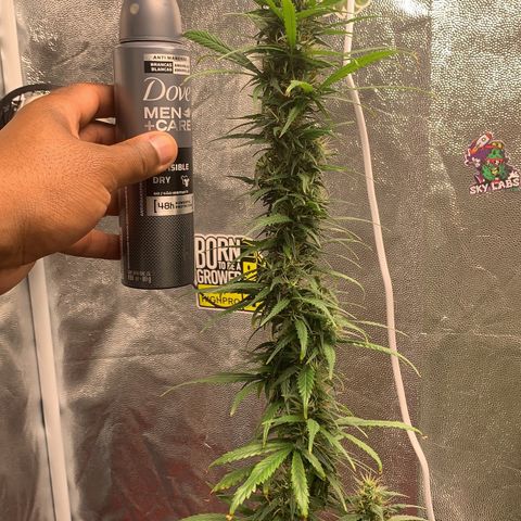 Prenseed  growlog timeline photo