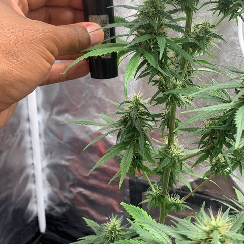 Prenseed  growlog timeline photo