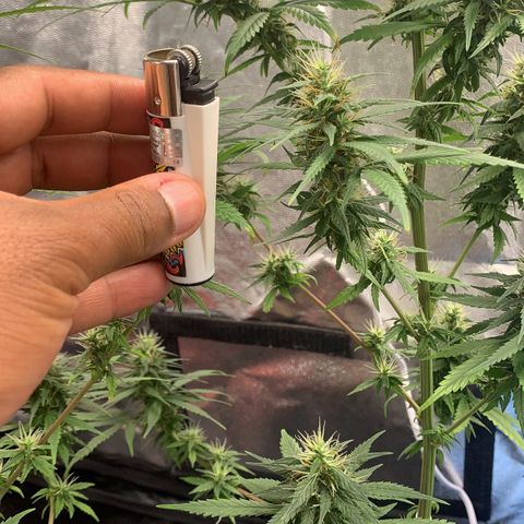 Prenseed  growlog timeline photo