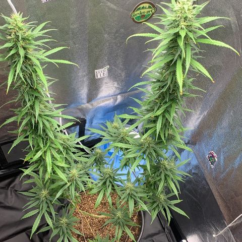 Prenseed  growlog timeline photo
