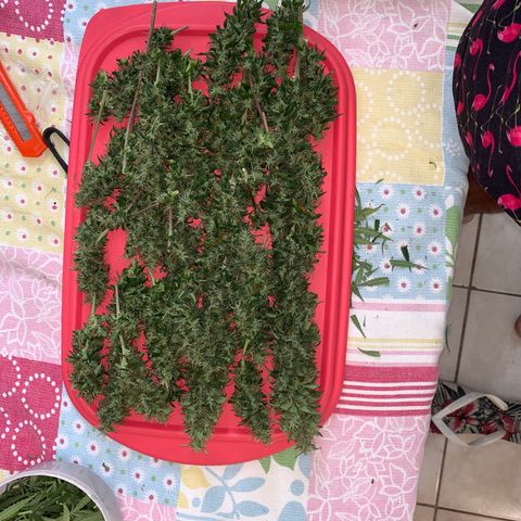 Prenseed  growlog timeline photo