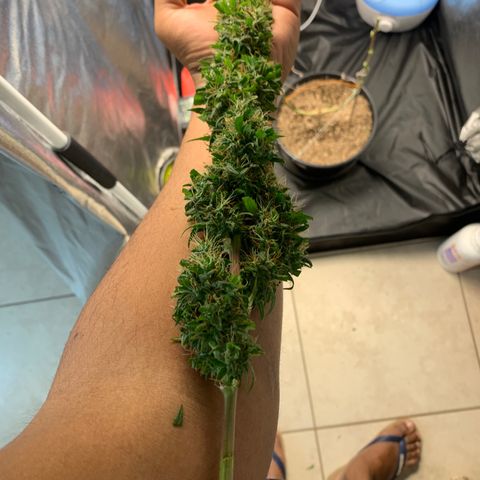 Prenseed  growlog timeline photo