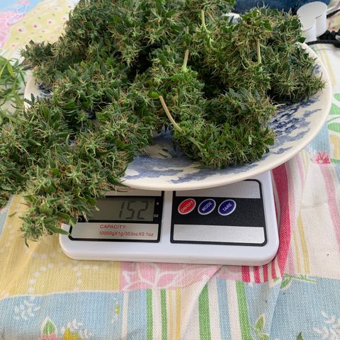 Prenseed  growlog timeline photo