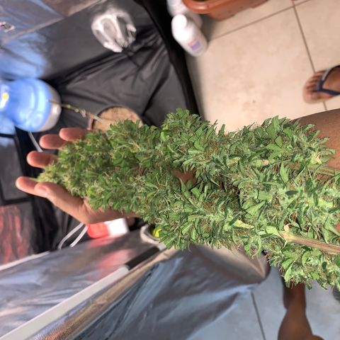 Prenseed  growlog timeline photo