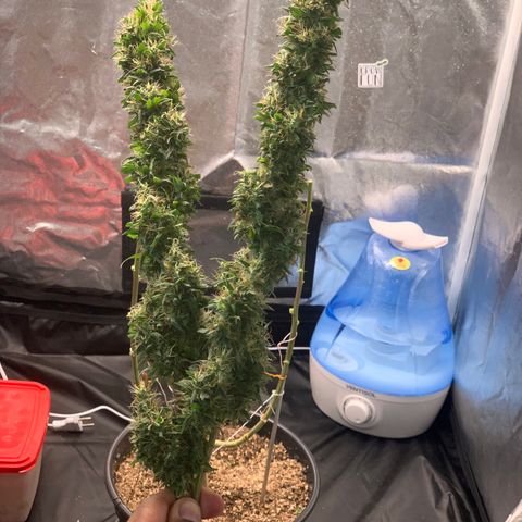 Prenseed  growlog timeline photo