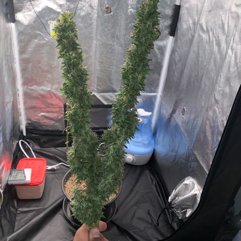 Prenseed  growlog timeline photo