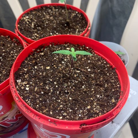 Pineapple Chunk - Sky Labs growlog timeline photo