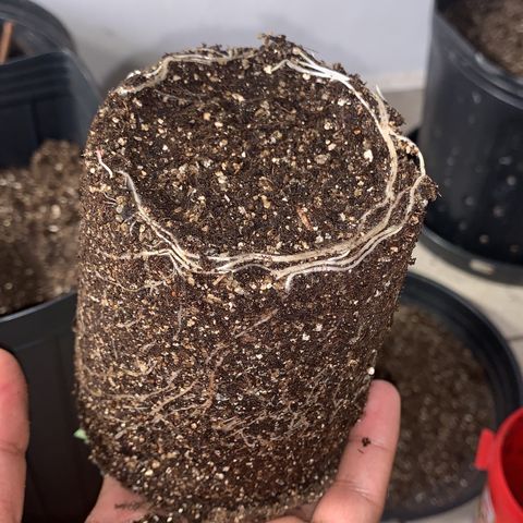 Pineapple Chunk - Sky Labs growlog photo: Transplante