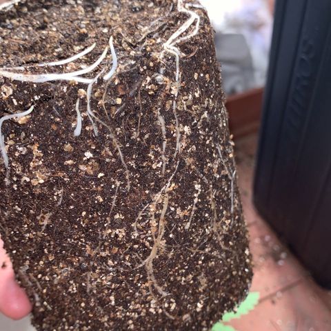 Pineapple Chunk - Sky Labs growlog photo: Transplante