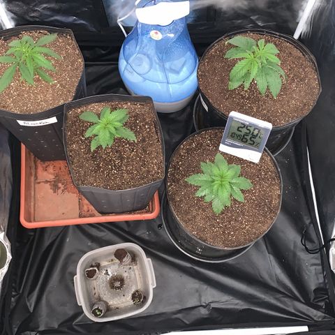 Pineapple Chunk - Sky Labs growlog timeline photo