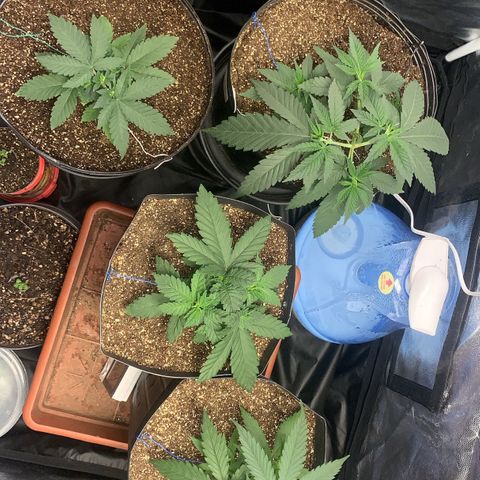 Pineapple Chunk - Sky Labs growlog timeline photo