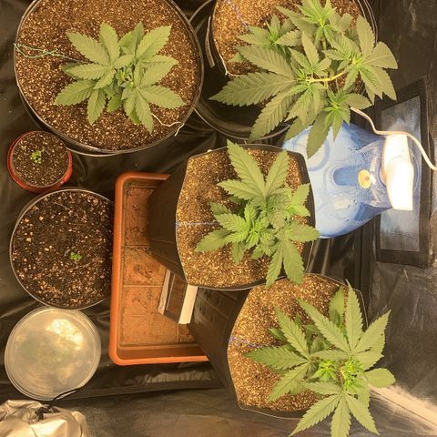 Pineapple Chunk - Sky Labs growlog timeline photo