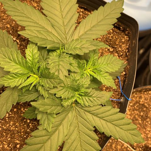 Pineapple Chunk - Sky Labs growlog timeline photo
