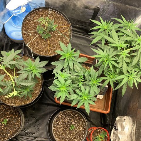 Pineapple Chunk - Sky Labs growlog timeline photo