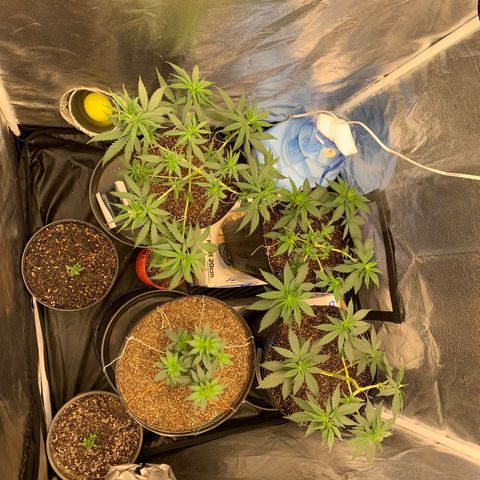 Pineapple Chunk - Sky Labs growlog timeline photo