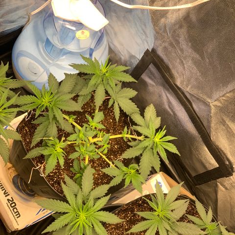 Pineapple Chunk - Sky Labs growlog timeline photo
