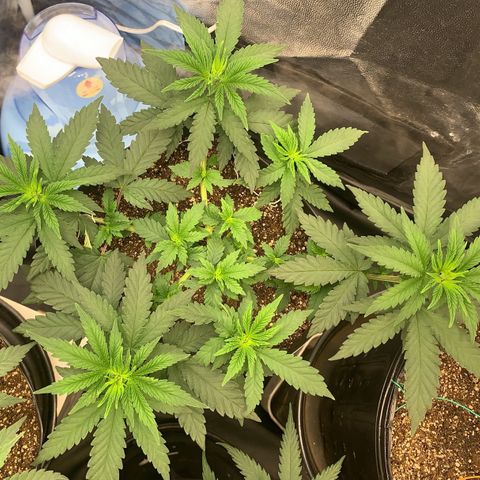 Pineapple Chunk - Sky Labs growlog timeline photo