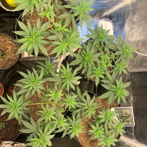 Pineapple Chunk - Sky Labs growlog timeline photo