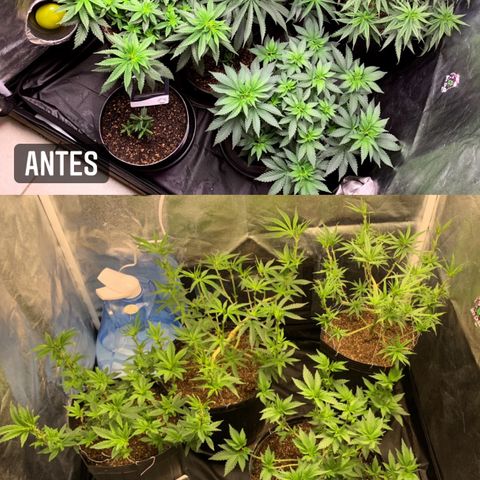 Pineapple Chunk - Sky Labs growlog timeline photo