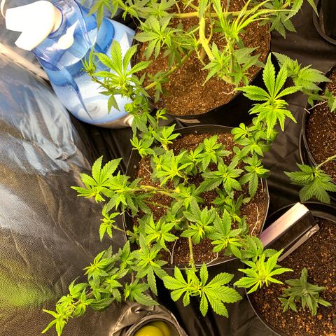 Pineapple Chunk - Sky Labs growlog timeline photo